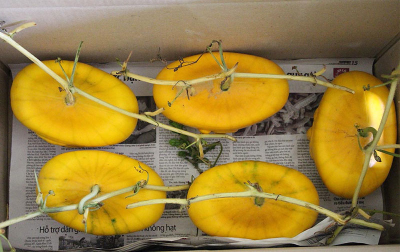 Dưa hấu thỏi vàng 3,5 triệu/cặp: Vào tận ruộng tranh mua